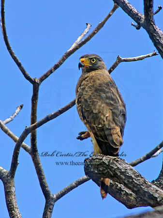 Chondrohierax uncinatus  HOOK BILLED KITE 205504z