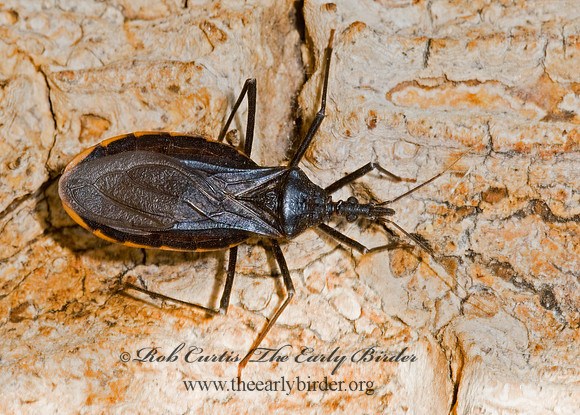 Triatoma recurva 6026448z
