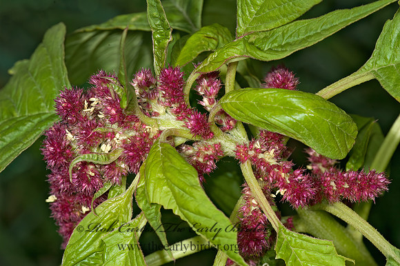 Amaranthus  AMARANTH 5015996z