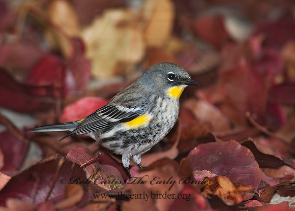 Setophaga coronata auduboni  AUDUBONS WARBLER 8020748z