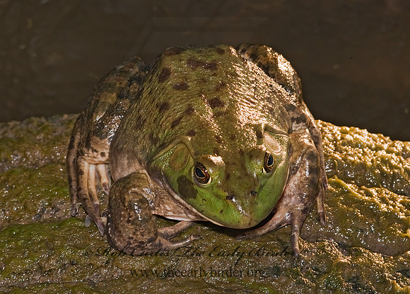 Lithobates catesbeianus  AMERICAN BULLFROG 8024176 z