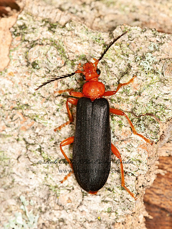Neopyrochroa flabellata  FIRE-COLORED BEETLE 3015654z