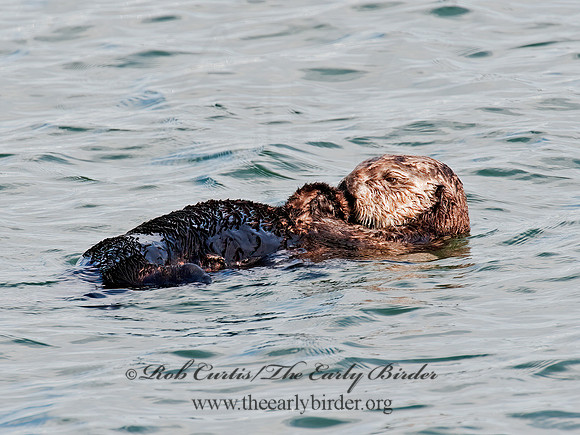 Enhydra lutris nereis  SOUTHERN SEA OTTER 8020354 z