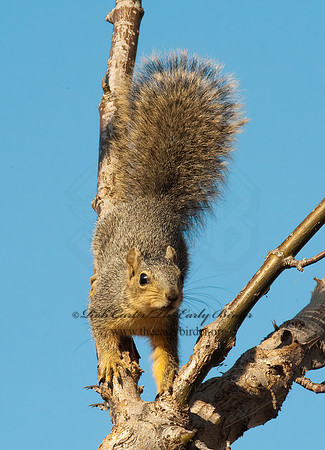 Sciurus niger  FOX SQUIRREL 8027301z
