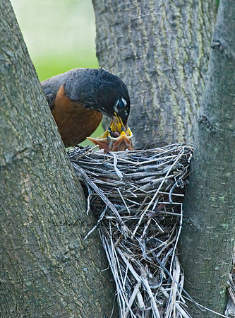 Turdus migratorius  AMERICAN ROBIN 6005489z