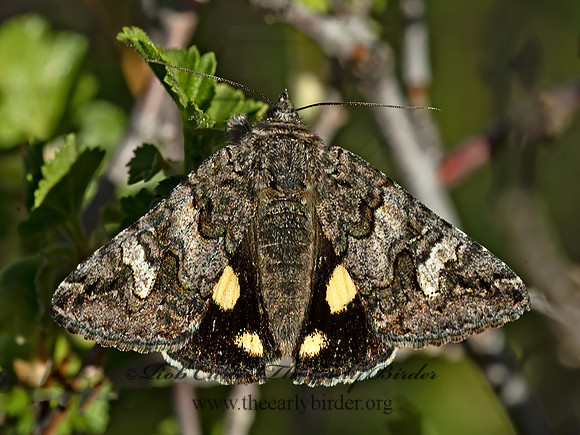 Litocala sexsignata  LITOCALA MOTH 9054937z