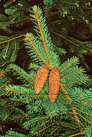 Picea asperata  DRAGON SPRUCE 215225z