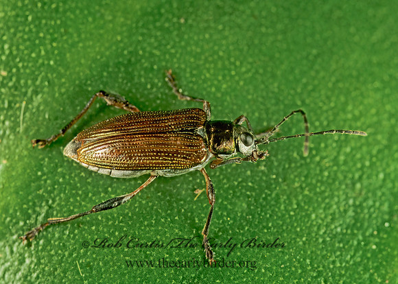 Donacia proxima AQUATIC LEAF BEETLE 285118z