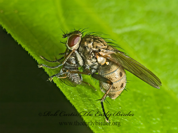 Coenosia tigrina TIGER FLY 5008857z