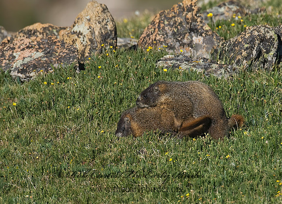Marmota flaviventris  YELLOW-BELLIED MARMOT 7010622z