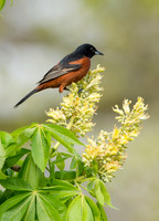 Icterus spurius ORCHARD ORIOLE 9044882z