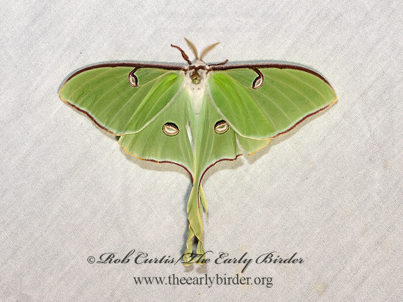 Actias luna  LUNA MOTH 3028461z