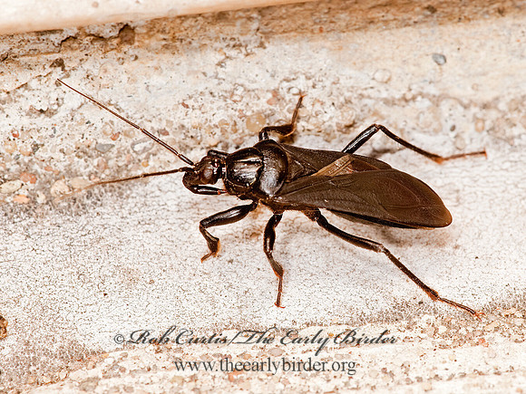 Melanolestes picipes 8023390z