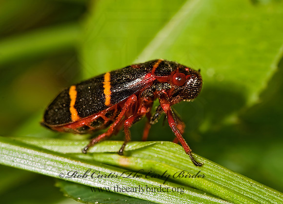Prosapia bicincta 8016702z