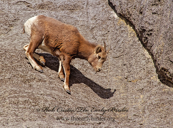 Ovis canadensis  BIGHORN SHEEP 223222z