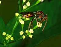 Nomada ruficornis grp NOMAD BEE 1288222z