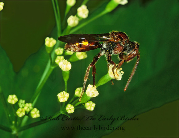 Nomada ruficornis grp  NOMAD BEE 1288222z
