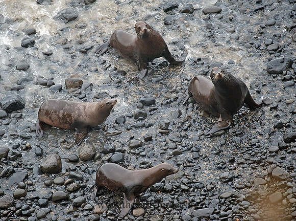 Zalophus californianus  CALIFORNIA SEA LION 8019689z