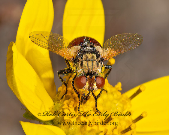 Gymnosoma  PHASIINAE TACHINID FLY 3024926z