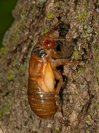 Magicicada cassinii CASSINI'S PERIODICAL CICADA 9088110 z