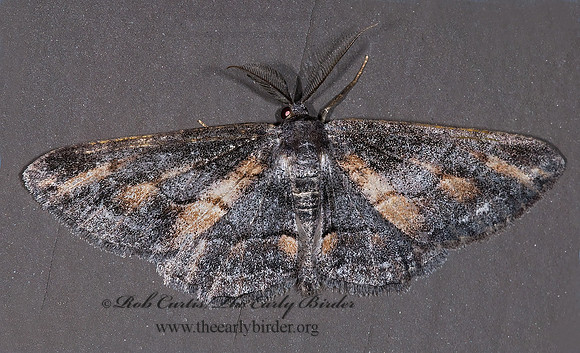 Stenoporpia glaucomarginaria BOARMIINI GEOMETER 6027762z