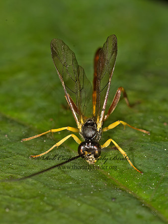 Dusona  CAMPOPLEGINAE ICHNEUMON WASP 9041363z