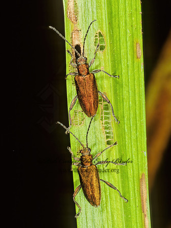 Donacia subtilis group  AQUATIC LEAF BEETLE 208934z