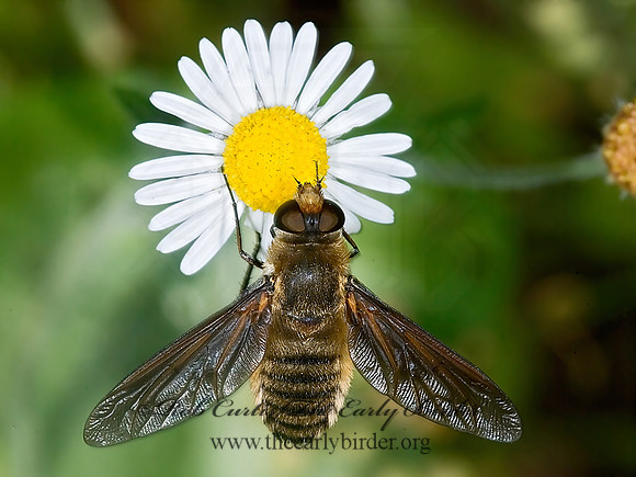 Poecilanthrax tegminipennis  VILIINI BEE FLY 7005389z