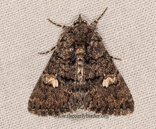 Heteranassa mima  OWLET MOTH 3033325z