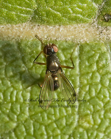 Sepsis BLACK SCAVENGER FLY 5016051,1