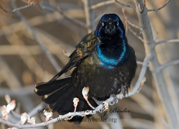 Quiscalus quiscula  COMMON GRACKLE 6002884z