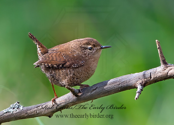 Troglodytes hiemalis  WINTER WREN  9025604z