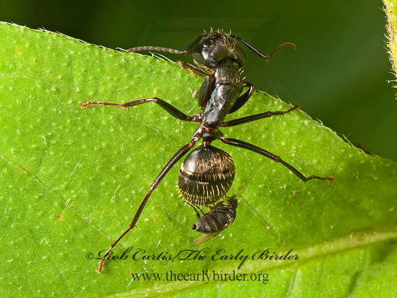 Rhyncophoromyia conica  SCUTTLE FLY 3015585z