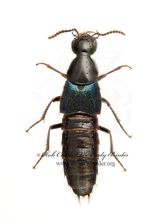 Philonthus caeruleipennis 9020635z
