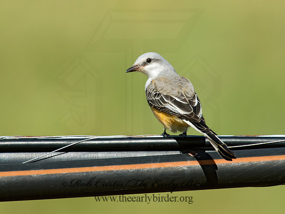 Tyrannus forficatus SCISSOR-TAILED FLYCATCHER 9006712z