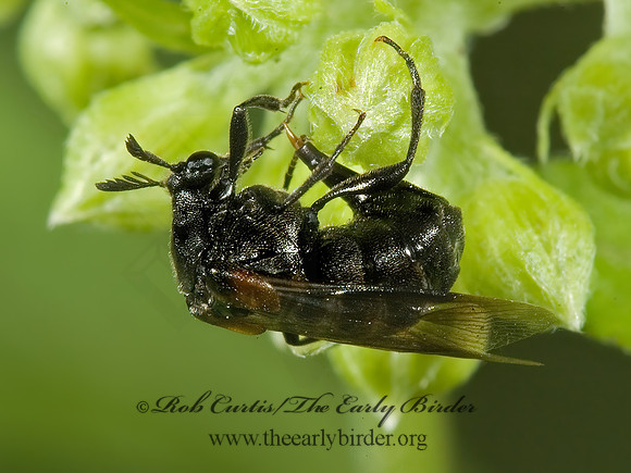 Ripiphorus fasciatus grp 5013783 Fz