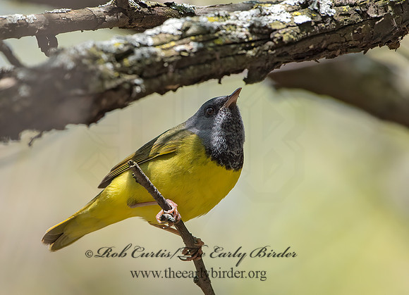 Geothlypis philadelphia  MOURNING WARBLER 9045670z