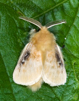 Megalopyge crispata BLACK-WAVED FLANNEL MOTH 7003506z