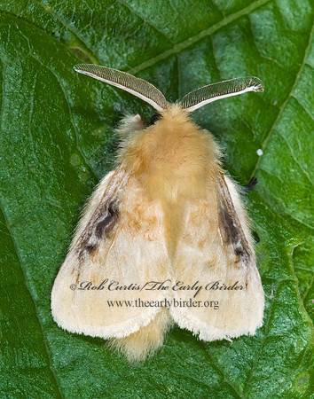 Megalopyge crispata  BLACK-WAVED FLANNEL MOTH 7003506z