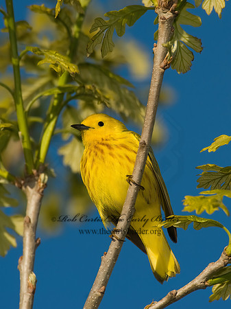 Setophaga petechia  YELLOW WARBLER 8003372z