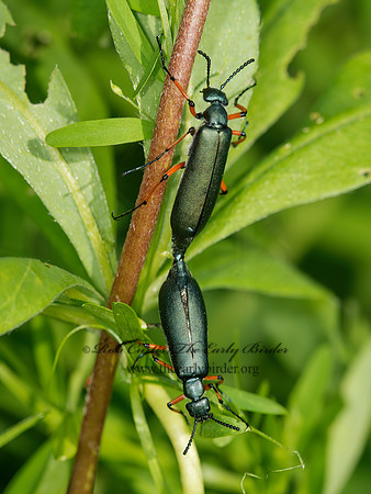 Lytta sayi  GREEN BLISTER BEETLE 9032758z