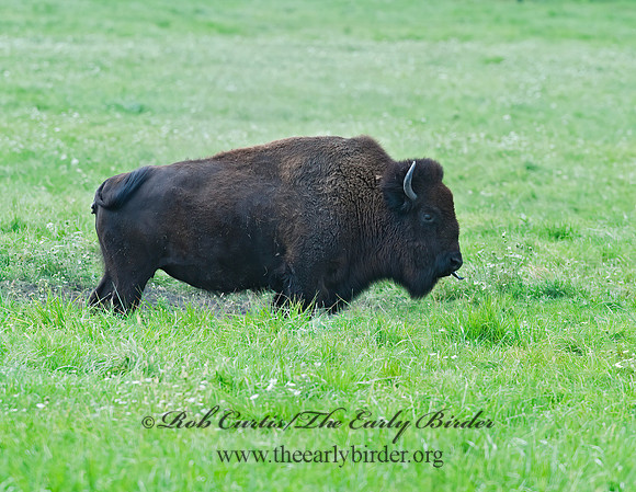 Bison bison  BISON 8023902z