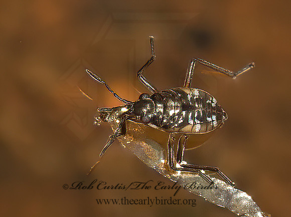 Microvelia (Kirkaldya)  SMALLER WATER STRIDER 9050676z