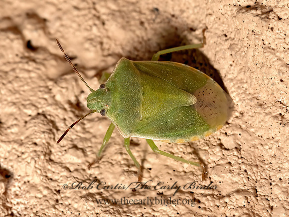 Thyanta custator  RED-SHOULDERED STINKBUG 3023168z