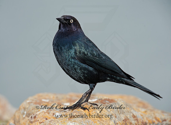 Euphagus cyanocephalus  BREWER'S BLACKBIRD 8020046z