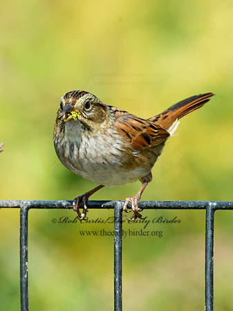 Melospiza georgiana  SWAMP SPARROW 9005308z