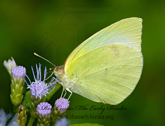 Kricogonia lyside  LYSIDE SULPHUR 024001z