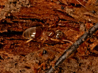 Lasius aphidicola SHADED FUZZY ANT 9086961z