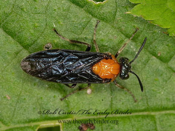 Argidae t1  ARGID SAWFLY 1303878z