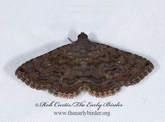 Toxonprucha pardalis SPOTTED TOXONPRUCHA 7008644 z